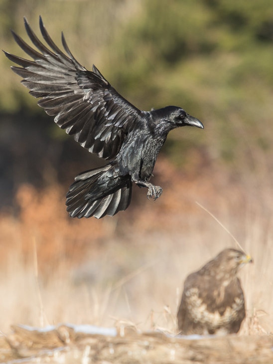  Kruk Ptaki Nikon D7200 Sigma APO 500mm f/4.5 DG/HSM Zwierzęta ptak fauna dziób wrona dzikiej przyrody amerykańska wrona kruk Wrona jak ptak skrzydło ecoregion