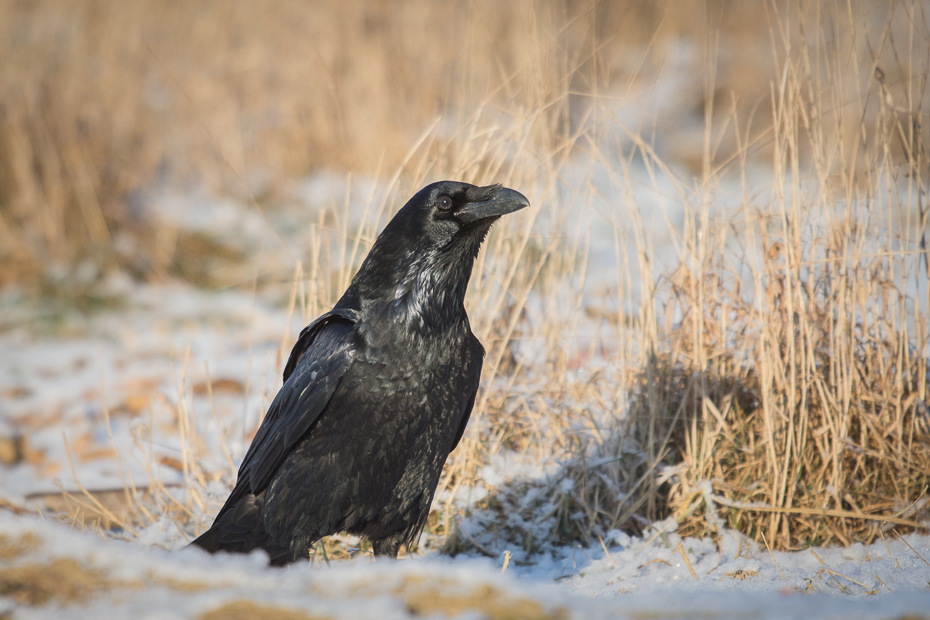  Kruk Ptaki Nikon D7200 Sigma APO 500mm f/4.5 DG/HSM Zwierzęta ptak fauna wrona Wrona jak ptak dziób kruk dzikiej przyrody amerykańska wrona wieża ptak przysiadujący