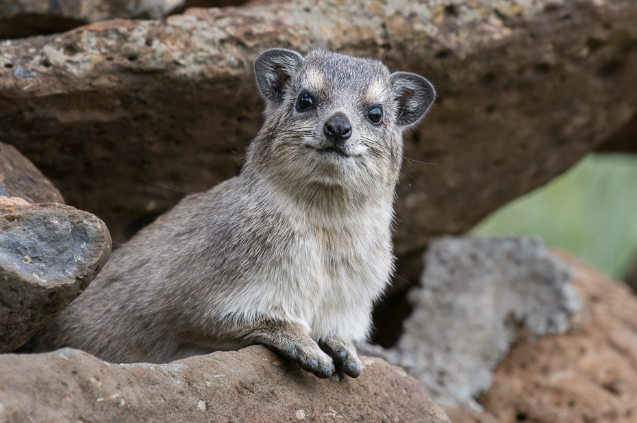  Góralek Zwierzęta Nikon D300 Sigma APO 500mm f/4.5 DG/HSM Kenia 0 ssak fauna dzikiej przyrody zwierzę lądowe organizm viverridae wąsy pysk mustelidae gryzoń