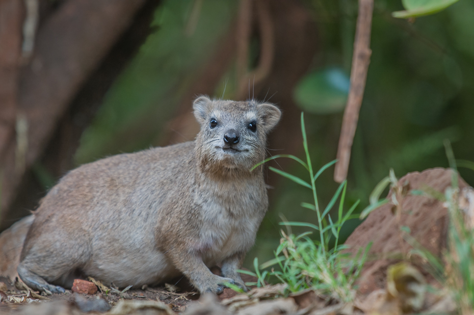  Góralek Zwierzęta Nikon D300 Sigma APO 500mm f/4.5 DG/HSM Kenia 0 fauna ssak dzikiej przyrody zwierzę lądowe organizm pysk gryzoń wąsy