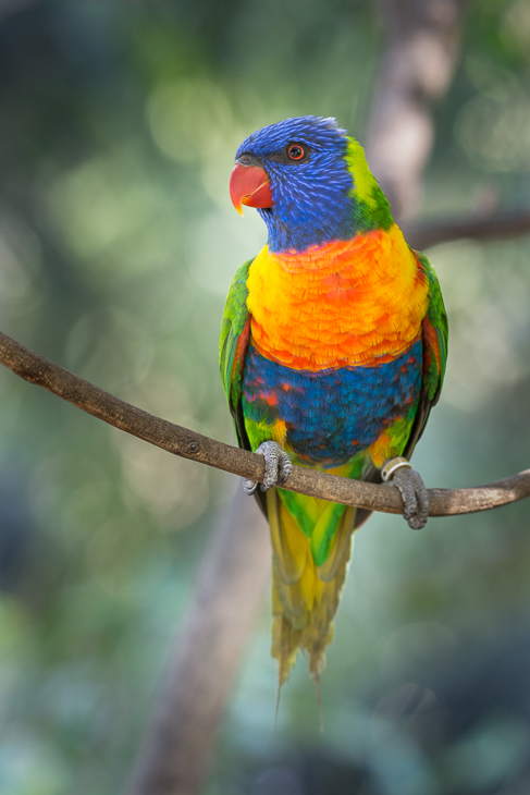  Lorysa górska Loro Parque Nikon D7200 NIKKOR 200-500mm f/5.6E AF-S Teneryfa 0 ptak dziób papuga Lorikeet papuga długoogonowa fauna zwykła papuga dla zwierząt domowych pióro ara dzikiej przyrody