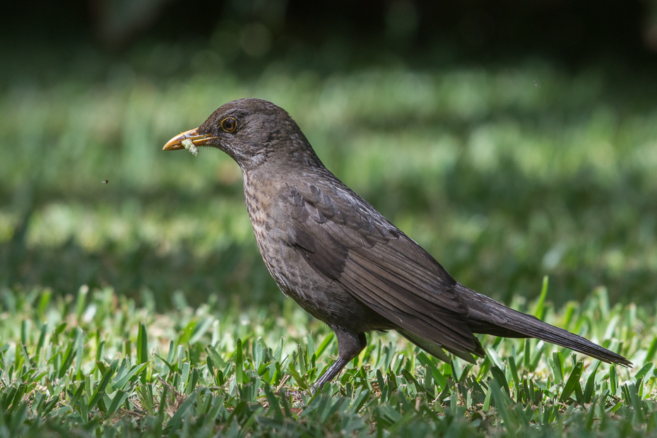  Kos Ptaki Nikon D7200 NIKKOR 200-500mm f/5.6E AF-S Teneryfa 0 ptak kos fauna dziób ptak przysiadujący organizm trawa Emberizidae dzikiej przyrody wieża