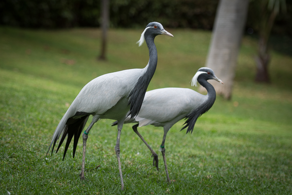  Czaple Loro Parque Nikon D7200 AF-S Nikkor 70-200mm f/2.8G Teneryfa 0 ptak dźwig żuraw jak ptak dziób fauna trawa dzikiej przyrody Ciconiiformes zwierzę lądowe bocian