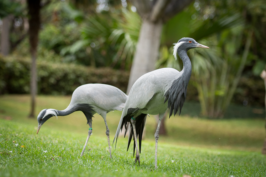  Czaple Loro Parque Nikon D7200 AF-S Nikkor 70-200mm f/2.8G Teneryfa 0 ptak dźwig żuraw jak ptak dziób dzikiej przyrody trawa Ciconiiformes bocian zwierzę lądowe