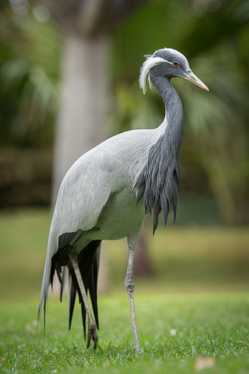  Czapla Loro Parque Nikon D7200 AF-S Nikkor 70-200mm f/2.8G Teneryfa 0 ptak dziób żuraw jak ptak dźwig bocian fauna Ciconiiformes mała niebieska czapla czapla Wielka czapla