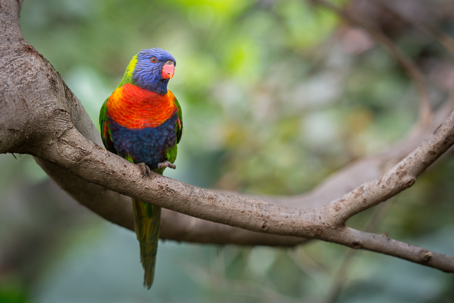  Lorysa górska Loro Parque Nikon D7200 AF-S Nikkor 70-200mm f/2.8G Teneryfa 0 ptak dziób fauna papuga Lorikeet dzikiej przyrody gałąź pióro papuga długoogonowa piciformes