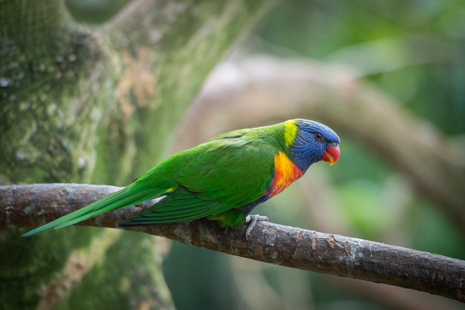  Lorysa górska Loro Parque Nikon D7200 AF-S Nikkor 70-200mm f/2.8G Teneryfa 0 ptak papuga dziób fauna papuga długoogonowa ara zwykła papuga dla zwierząt domowych organizm Lorikeet dzikiej przyrody