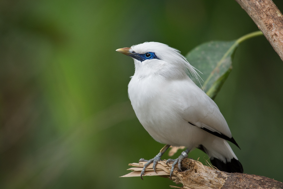  Loro Parque Nikon D7200 NIKKOR 200-500mm f/5.6E AF-S Teneryfa 0 ptak dziób fauna dzikiej przyrody flycatcher starego świata organizm pióro ptak przysiadujący szpak skrzydło