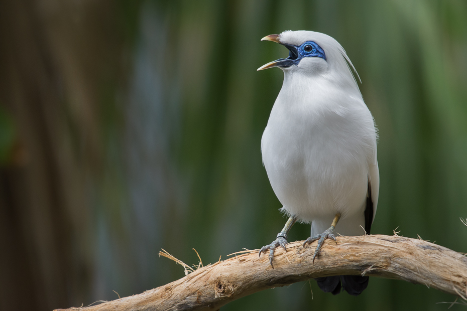  Loro Parque Nikon D7200 NIKKOR 200-500mm f/5.6E AF-S Teneryfa 0 ptak fauna dziób dzikiej przyrody organizm pióro ptak przysiadujący skrzydło