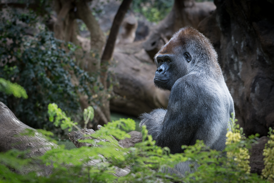  Goryl Loro Parque Nikon D7200 NIKKOR 200-500mm f/5.6E AF-S Teneryfa 0 wspaniała małpa ssak fauna prymas pustynia goryl zachodni dzikiej przyrody liść zwierzę lądowe las