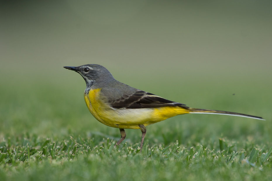  Pliszka górska Ptaki Nikon D7200 NIKKOR 200-500mm f/5.6E AF-S Teneryfa 0 ptak fauna dziób dzikiej przyrody flycatcher starego świata organizm Emberizidae ptak przysiadujący zięba ecoregion