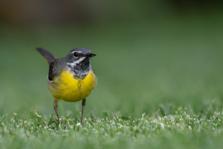  Pliszka górska Ptaki Nikon D7200 NIKKOR 200-500mm f/5.6E AF-S Teneryfa 0 ptak fauna dziób dzikiej przyrody flycatcher starego świata rudzik organizm słowik trawa Emberizidae