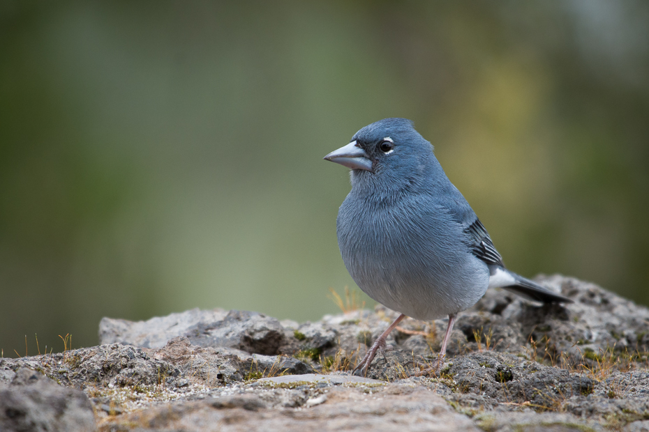  Zięba kanaryjska Ptaki Nikon D7200 NIKKOR 200-500mm f/5.6E AF-S Teneryfa 0 ptak fauna dziób dzikiej przyrody Emberizidae zięba flycatcher starego świata organizm pióro ptak przysiadujący