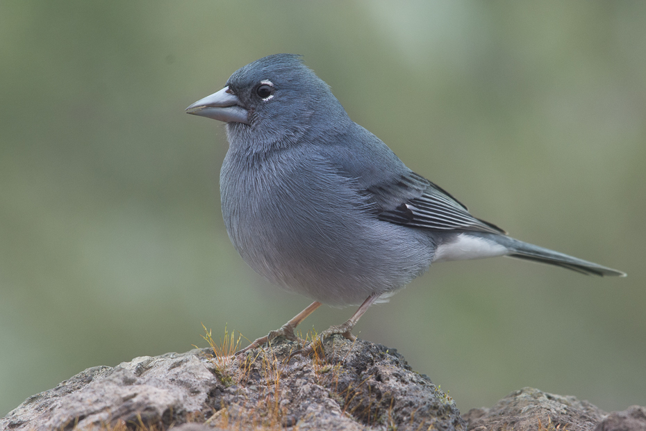  Zięba kanaryjska Ptaki Nikon D7200 NIKKOR 200-500mm f/5.6E AF-S Teneryfa 0 ptak fauna dziób junco dzikiej przyrody flycatcher starego świata Emberizidae zięba organizm cinclidae