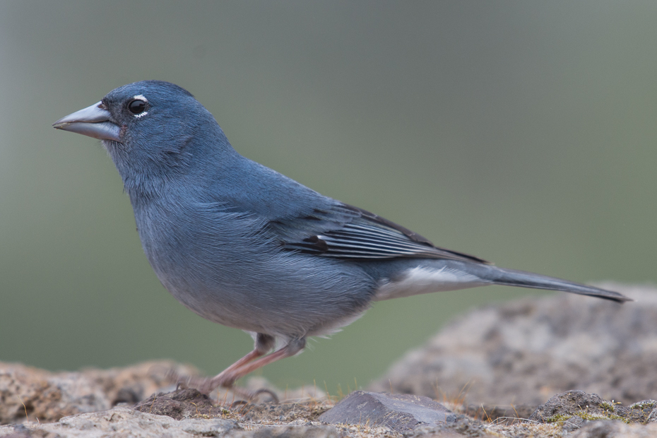  Zięba kanaryjska Ptaki Nikon D7200 NIKKOR 200-500mm f/5.6E AF-S Teneryfa 0 ptak fauna dziób dzikiej przyrody junco skrzydło Emberizidae pióro ptak przysiadujący organizm