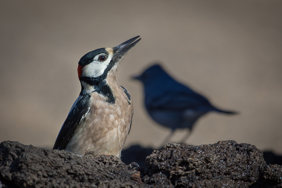  Dzięcioł duży (kanaryjski) Ptaki Nikon D7200 NIKKOR 200-500mm f/5.6E AF-S Teneryfa 0 ptak fauna dziób dzikiej przyrody piciformes niebo skrzydło dzięcioł