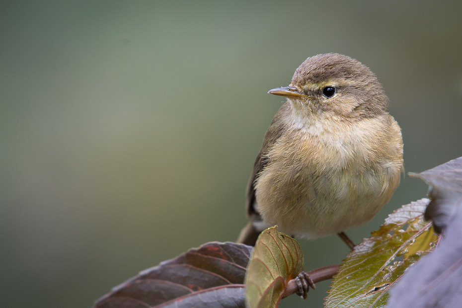  Świstunka kanaryjska Ptaki Nikon D7200 NIKKOR 200-500mm f/5.6E AF-S Teneryfa 0 ptak dziób fauna dzikiej przyrody strzyżyk ścieśniać wróbel flycatcher starego świata pióro ranek