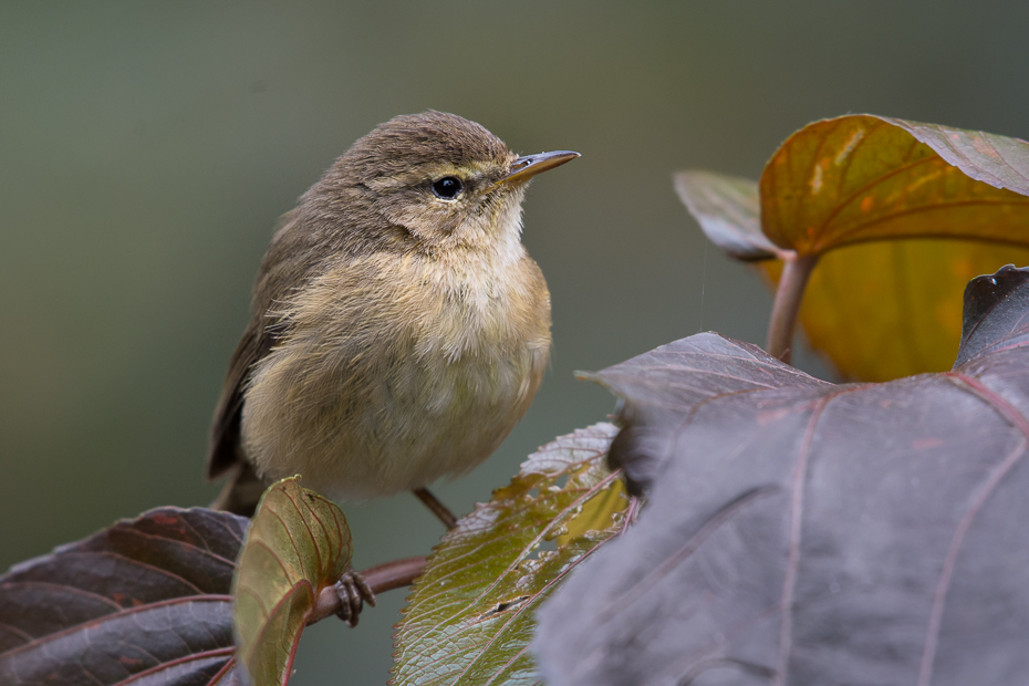  Świstunka kanaryjska Ptaki Nikon D7200 NIKKOR 200-500mm f/5.6E AF-S Teneryfa 0 ptak dziób fauna strzyżyk dzikiej przyrody flycatcher starego świata słowik ptak przysiadujący pióro organizm