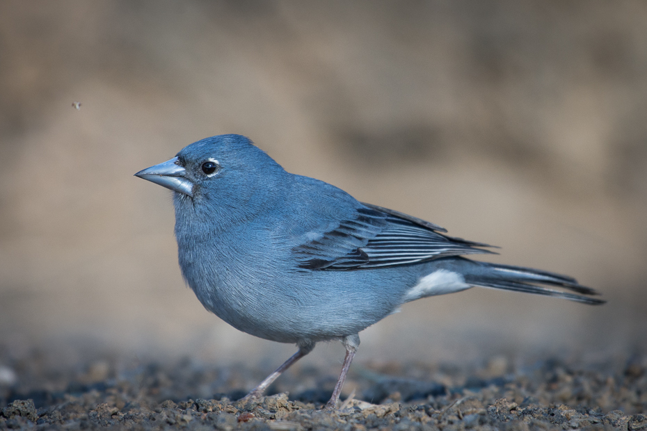  Zięba kanaryjska Ptaki Nikon D7200 NIKKOR 200-500mm f/5.6E AF-S Teneryfa 0 ptak fauna dziób pióro dzikiej przyrody niebieski ptak flycatcher starego świata Emberizidae sójka skrzydło