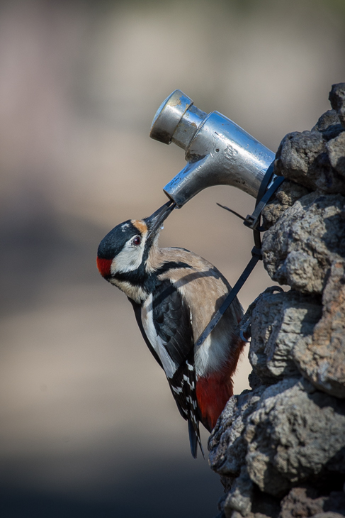  Dzięcioł duży (kanaryjski) Ptaki Nikon D7200 NIKKOR 200-500mm f/5.6E AF-S Teneryfa 0 woda niebo