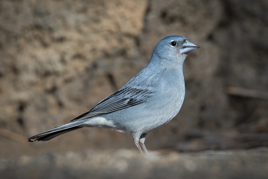  Zięba kanaryjska Ptaki Nikon D7200 NIKKOR 200-500mm f/5.6E AF-S Teneryfa 0 ptak fauna dziób dzikiej przyrody pióro sójka Emberizidae skrzydło ptak przysiadujący stock photography gołąb