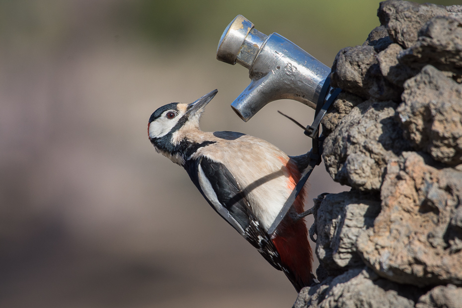  Dzięcioł duży (kanaryjski) Ptaki Nikon D7200 NIKKOR 200-500mm f/5.6E AF-S Teneryfa 0 ptak dziób