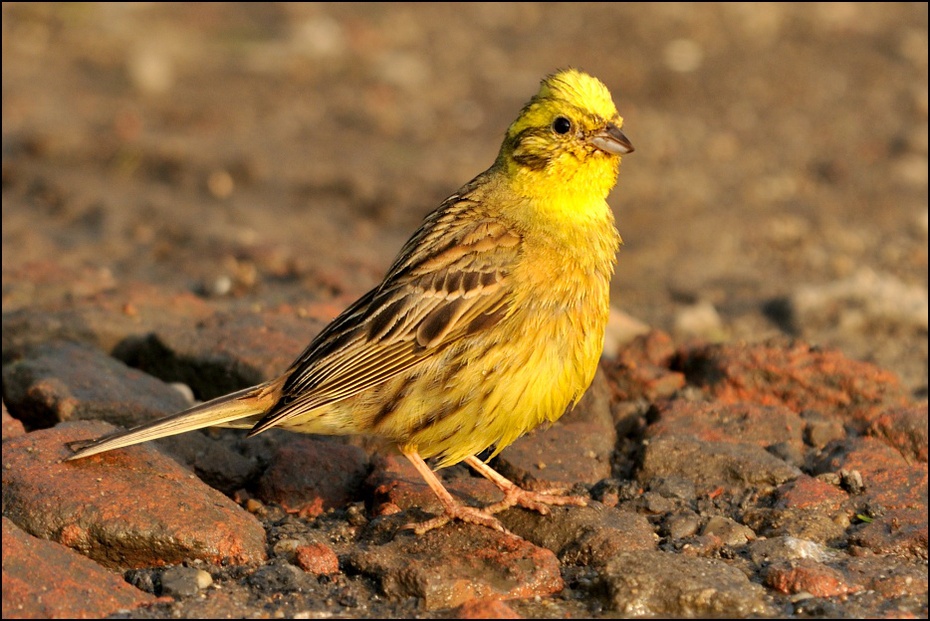  Trznadel Ptaki Nikon D300 Sigma APO 500mm f/4.5 DG/HSM Zwierzęta ptak fauna żółty zięba dziób dzikiej przyrody wróbel organizm kanarek Emberizidae