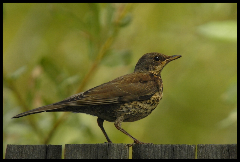  Kwiczoł Ptaki kwiczoł ptaki Nikon D70 Sigma APO 100-300mm f/4 HSM Zwierzęta ptak fauna dziób dzikiej przyrody flycatcher starego świata skrzydło organizm ptak przysiadujący pióro kos