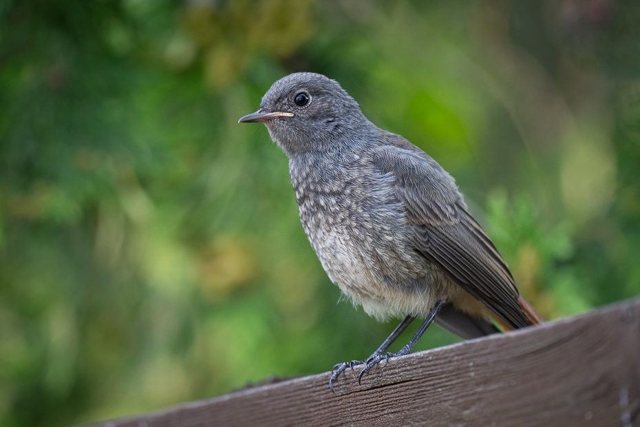  Kopciuszek Ptaki raniuszek, ptaki Nikon D7200 Nikkor 500mm f/5.6E Zwierzęta ptak dziób fauna dzikiej przyrody pióro liść gałąź Gałązka drzewo ścieśniać