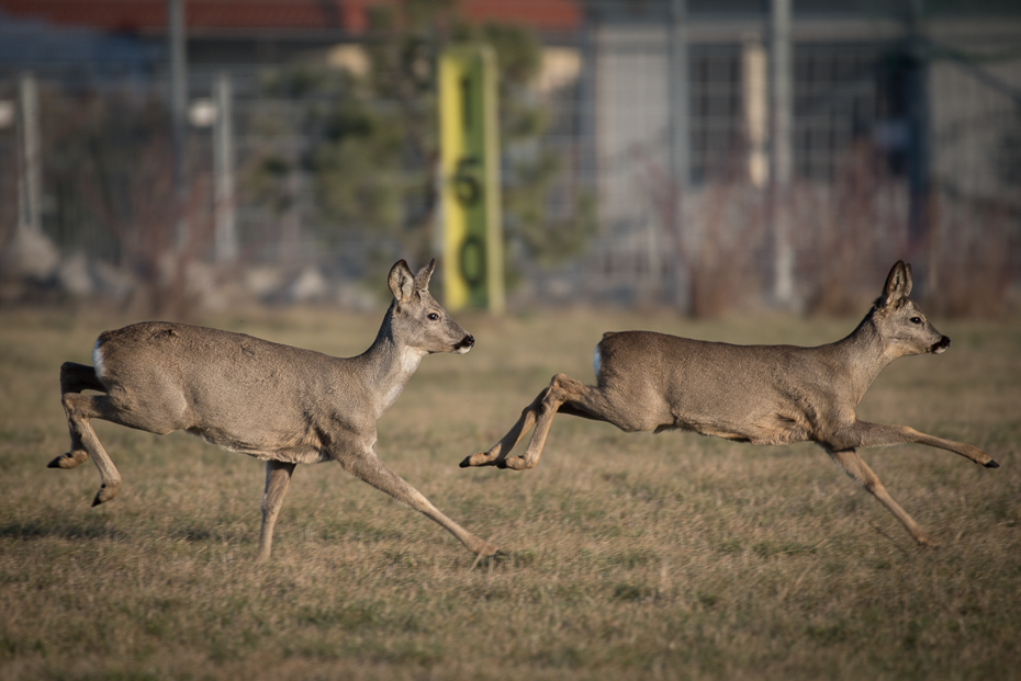  Sarny Inne nikon d750 NIKKOR 200-500mm f/5.6E AF-S Zwierzęta dzikiej przyrody jeleń fauna ssak Sarna z bialym ogonem trawa łopata zwierzę lądowe antylopa pastwisko