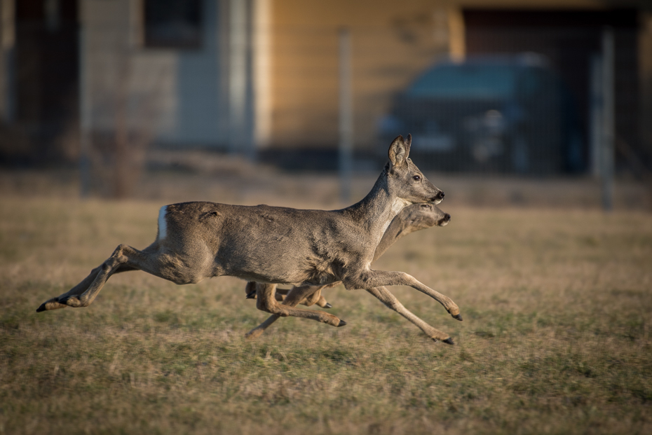  Sarny Inne nikon d750 NIKKOR 200-500mm f/5.6E AF-S Zwierzęta dzikiej przyrody fauna jeleń trawa pastwisko Sarna z bialym ogonem renifer łopata ogród zoologiczny róg