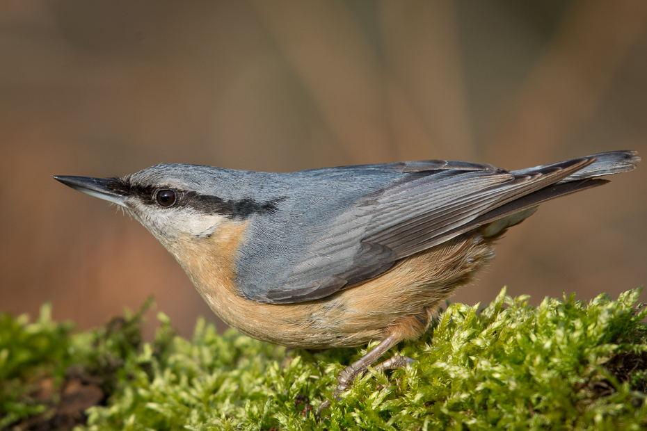  Kowalik Ptaki Nikon D7200 NIKKOR 200-500mm f/5.6E AF-S Zwierzęta ptak fauna dziób dzikiej przyrody flycatcher starego świata ścieśniać organizm ptak przysiadujący strzyżyk słowik