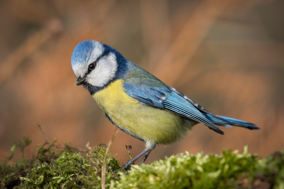  Sikora modra Ptaki Nikon D7200 NIKKOR 200-500mm f/5.6E AF-S Zwierzęta ptak dziób fauna dzikiej przyrody zięba chickadee ptak przysiadujący organizm pióro flycatcher starego świata