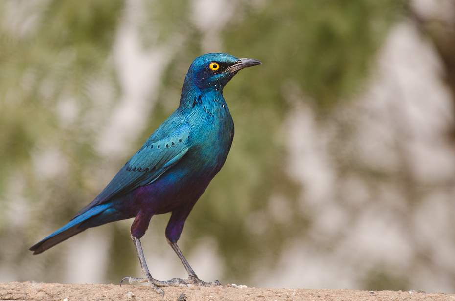  Błyszczak Senegal Nikon D7000 Sigma APO 500mm f/4.5 DG/HSM Budapeszt Bamako 0 ptak dziób fauna dzikiej przyrody pióro organizm skrzydło wałek niebieski ptak ptak przysiadujący