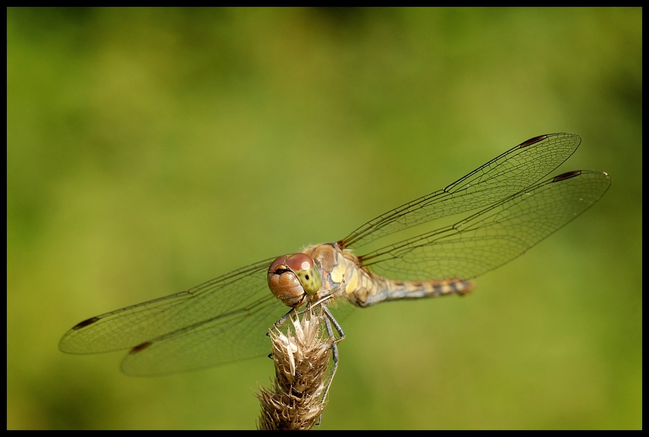  Ważka Ważki Nikon D200 AF-S Micro-Nikkor 105mm f/2.8G IF-ED Makro owad ważka ważki i muchy bezkręgowy dzikiej przyrody fauna fotografia makro ścieśniać organizm damselfly