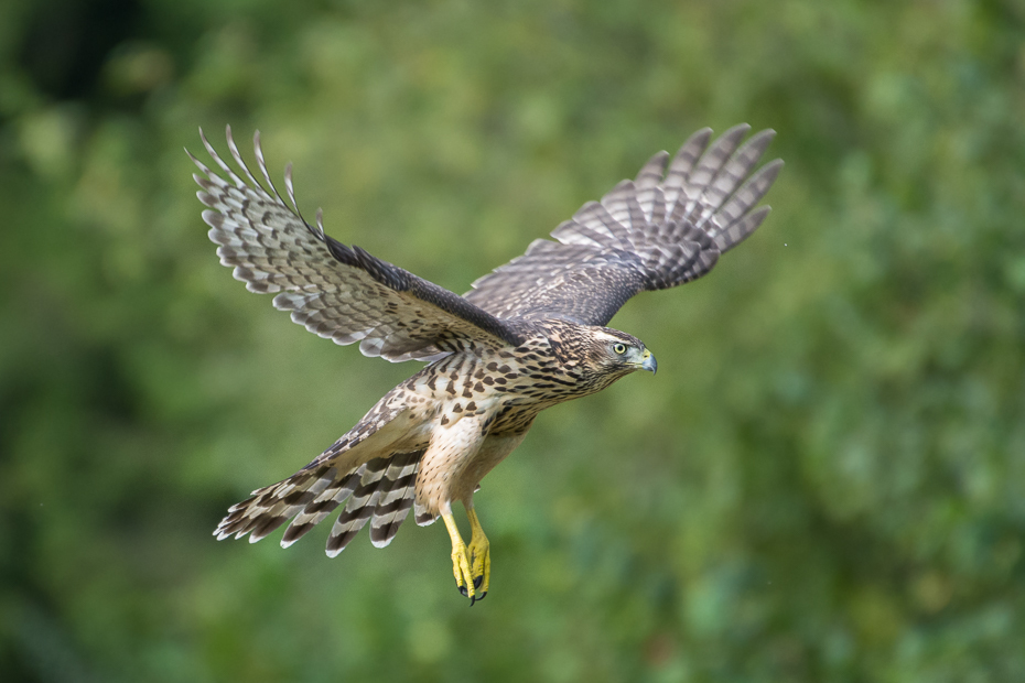  Jastrzab Biesczaty Nikon D7200 NIKKOR 200-500mm f/5.6E AF-S ptak sokół fauna jastrząb dziób dzikiej przyrody ptak drapieżny myszołów błotniak accipitriformes