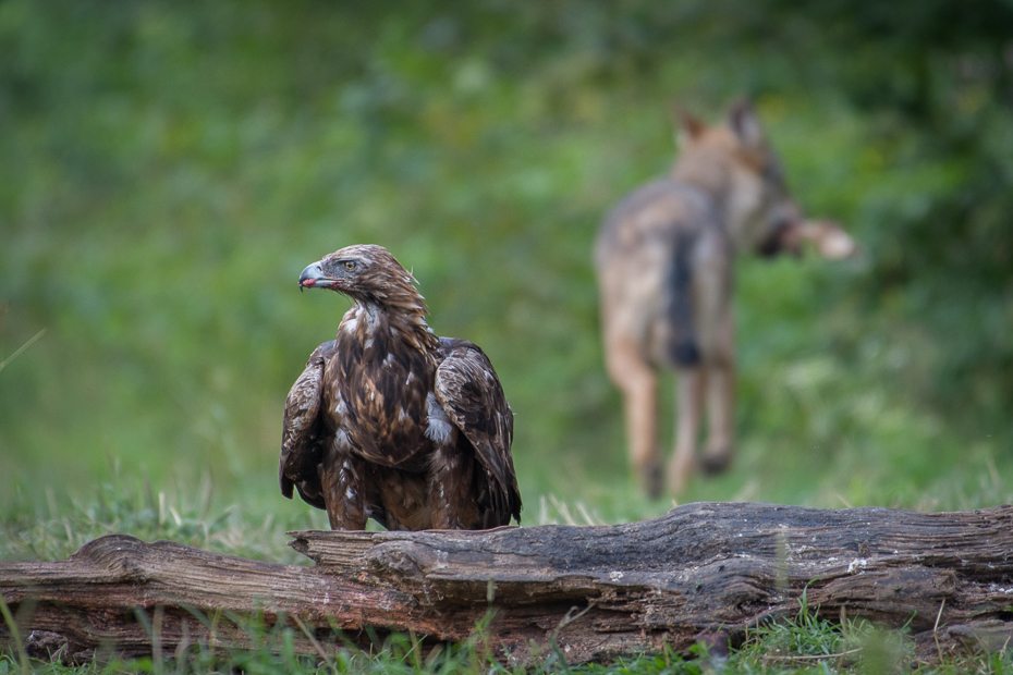  Wilk orzeł przedni Biesczaty Nikon D7200 NIKKOR 200-500mm f/5.6E AF-S fauna dzikiej przyrody ptak drapieżny ptak ekosystem dziób trawa sęp myszołów