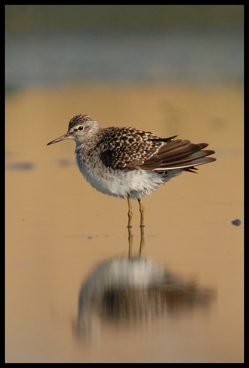  Łęczak Ptaki Nikon D200 Sigma APO 50-500mm f/4-6.3 HSM Zwierzęta ptak fauna brodziec dziób dzikiej przyrody shorebird pióro redshank Calidrid ranek