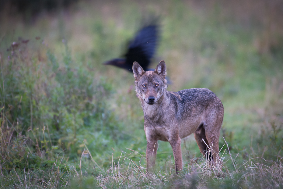  Wilk Biesczaty Nikon D7200 NIKKOR 200-500mm f/5.6E AF-S dzikiej przyrody szakal fauna ssak pustynia kojot pies jak ssak trawa pysk