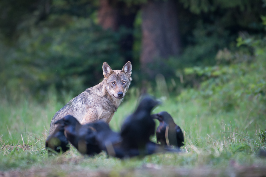  Wilk Biesczaty Nikon D7200 NIKKOR 200-500mm f/5.6E AF-S dzikiej przyrody fauna Likaon pictus trawa pies jak ssak