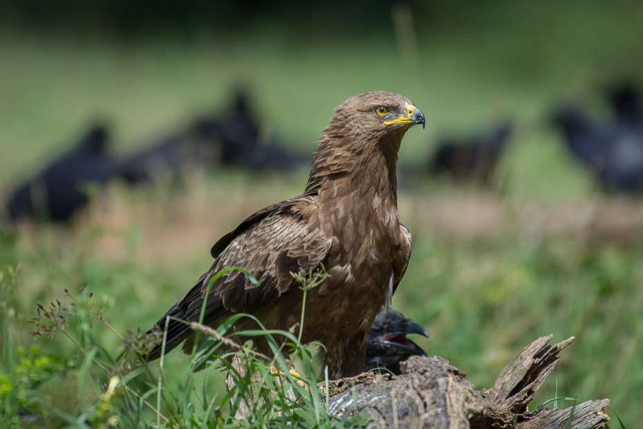  Orlik krzykliwy Biesczaty Nikon D7200 NIKKOR 200-500mm f/5.6E AF-S ptak fauna dziób ekosystem ptak drapieżny orzeł myszołów dzikiej przyrody organizm trawa