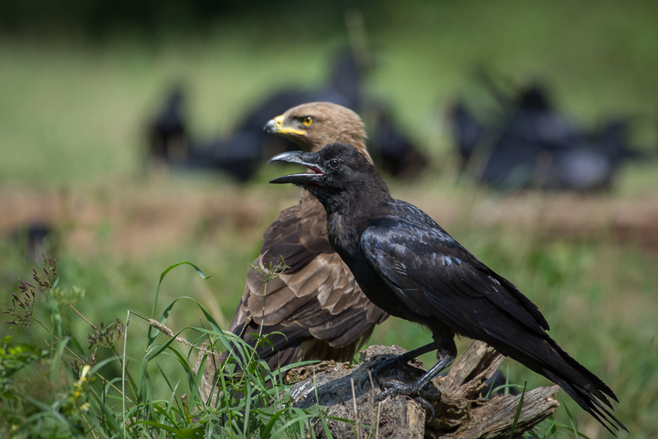  Kruk Biesczaty Nikon D7200 NIKKOR 200-500mm f/5.6E AF-S ptak fauna dziób ekosystem organizm kos wrona dzikiej przyrody trawa cuculiformes