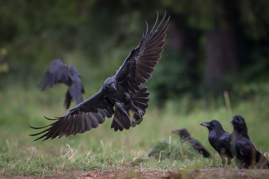  Kruk Biesczaty Nikon D7200 NIKKOR 200-500mm f/5.6E AF-S ptak fauna ekosystem dzikiej przyrody dziób wrona wieża Wrona jak ptak kruk ecoregion