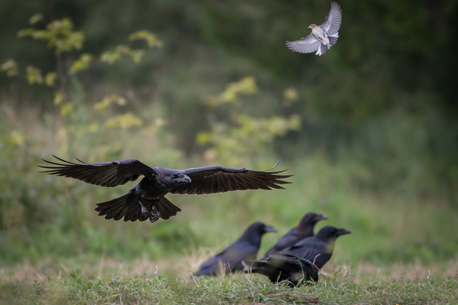  Kruk Biesczaty Nikon D7200 NIKKOR 200-500mm f/5.6E AF-S ptak ekosystem Wrona jak ptak fauna wrona dziób dzikiej przyrody wieża kruk ptak przysiadujący