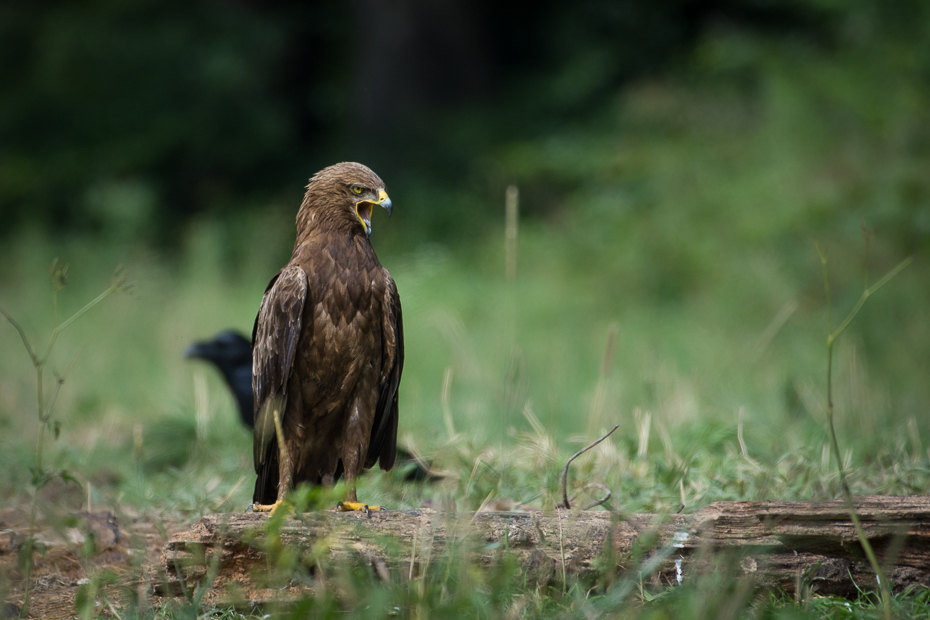  Orlik krzykliwy Biesczaty Nikon D7200 NIKKOR 200-500mm f/5.6E AF-S ptak ekosystem fauna ptak drapieżny orzeł dziób dzikiej przyrody trawa myszołów organizm