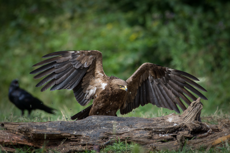  Orlik krzykliwy Biesczaty Nikon D7200 NIKKOR 200-500mm f/5.6E AF-S ptak ekosystem fauna dziób orzeł ptak drapieżny dzikiej przyrody sęp accipitriformes organizm