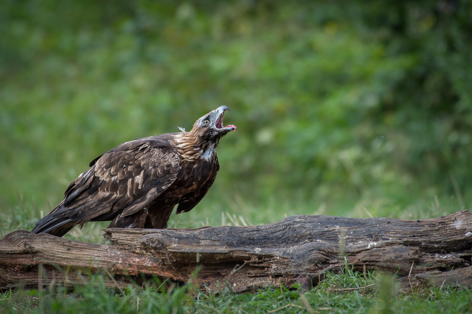  Orzeł przedni Biesczaty Nikon D7200 NIKKOR 200-500mm f/5.6E AF-S ptak ekosystem fauna ptak drapieżny dziób orzeł dzikiej przyrody sęp organizm trawa