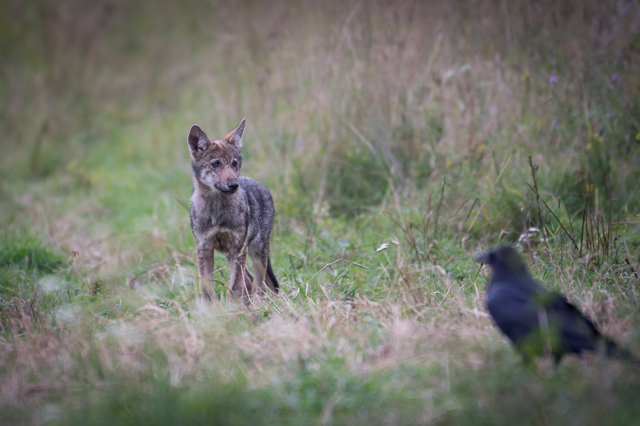  Młody wilk Biesczaty Nikon D7200 NIKKOR 200-500mm f/5.6E AF-S dzikiej przyrody fauna ssak ekosystem trawa Likaon pictus szakal ecoregion łąka preria