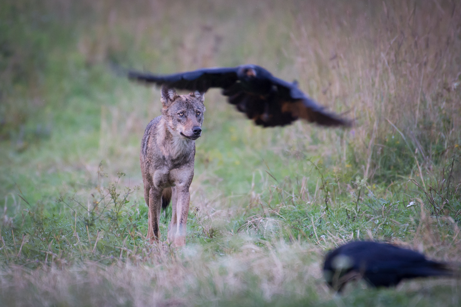  Wilk Biesczaty Nikon D7200 NIKKOR 200-500mm f/5.6E AF-S fauna dzikiej przyrody trawa ecoregion ptak dziób