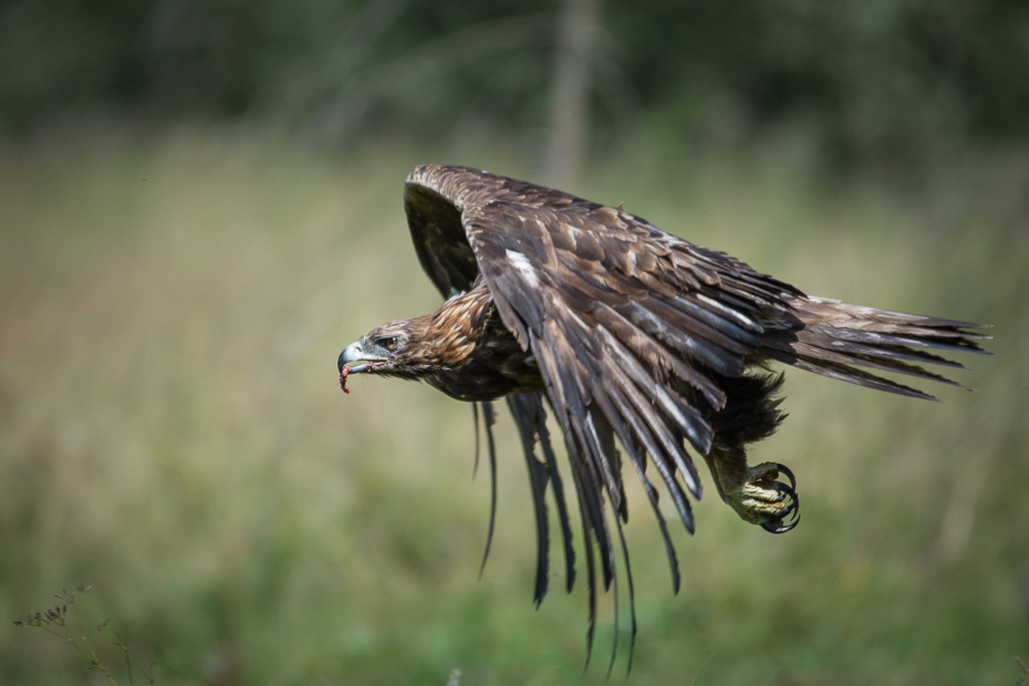  Orzeł przedni Biesczaty Nikon D7200 NIKKOR 200-500mm f/5.6E AF-S ptak ekosystem ptak drapieżny dziób orzeł fauna accipitriformes dzikiej przyrody błotniak myszołów